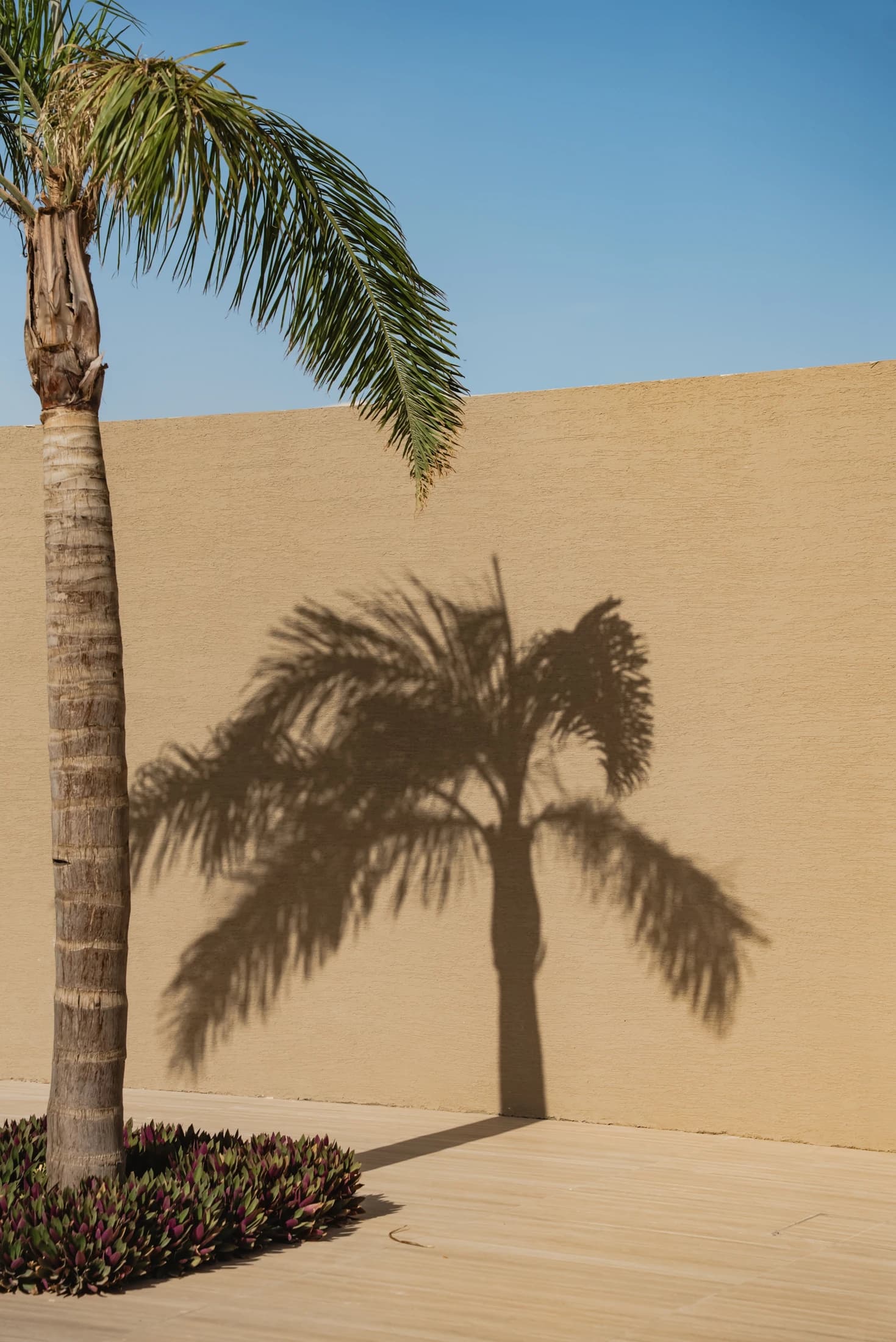 Palm shadow on the facade